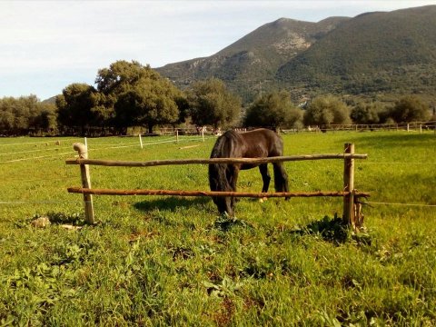 Horse Riding Kefalonia Countryside ιππασια αλογα Greece.jpg12