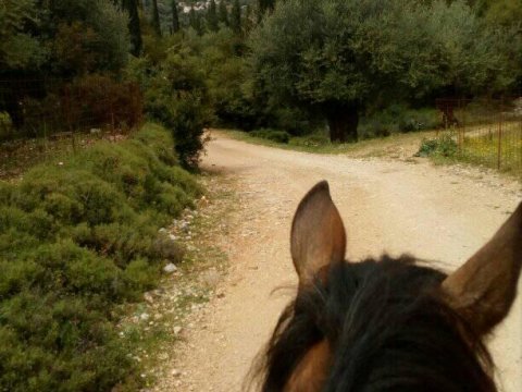 Horse Riding Kefalonia Countryside ιππασια αλογα Greece.jpg8