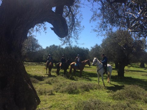 Horse Riding Rhodes Greece Roads Ιππασια Ροδος Αλογα