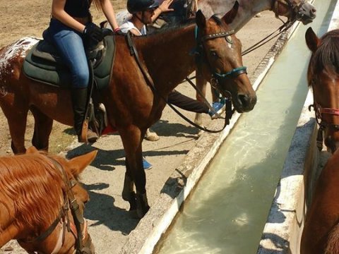 horse-riding-thessaloniki-greece-ziogas-ιππασια-αλογα-λευκοχωρι.jpg6
