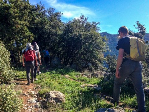 hiking-tour-delphi-ancient-olive-grove-greece (3)