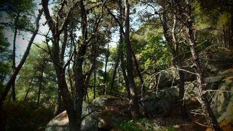 green oliver hiking trekking chalkidiki sithonia greece χαλκιδικη πεζοπορια ελλαδα3