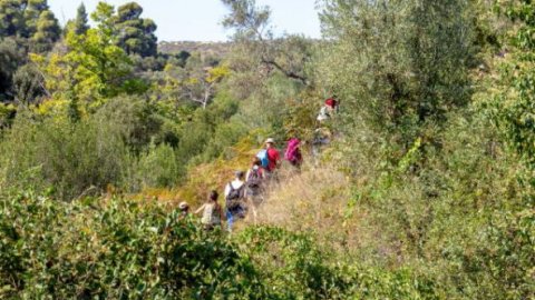 green oliver hiking trekking neos marmaras chalkidiki greece πεζοπορια χαλκιδικι ελλαδα 4