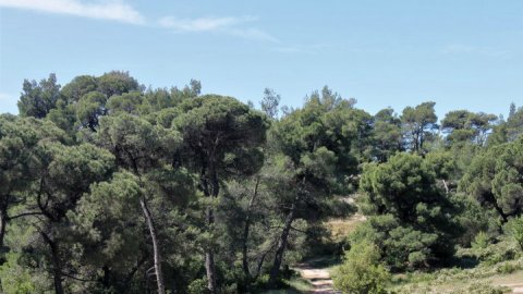 green oliver  mountain bike agios xristoforos chalkidiki greece ποδηλατο 3