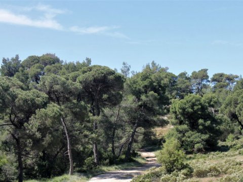 green oliver  mountain bike agios xristoforos chalkidiki greece ποδηλατο 3