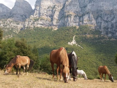 horse riding papigο greece αλογα ιππασια παπιγκο 3