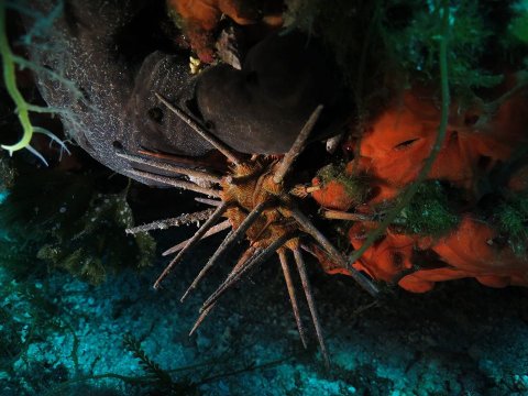 Scuba Diving Skyros gorgonia greece καταδυσεις.jpg7