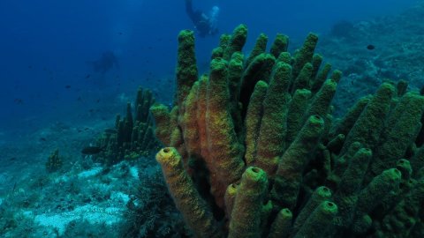 Scuba Diving Skyros gorgonia greece καταδυσεις.jpg3.jpg7
