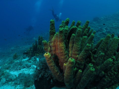 Scuba Diving Skyros gorgonia greece καταδυσεις.jpg3.jpg7