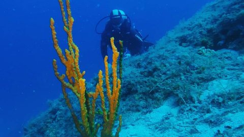 Scuba Diving Skyros gorgonia greece καταδυσεις.jpg3