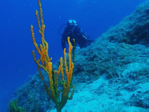 Scuba Diving Skyros gorgonia greece καταδυσεις.jpg3