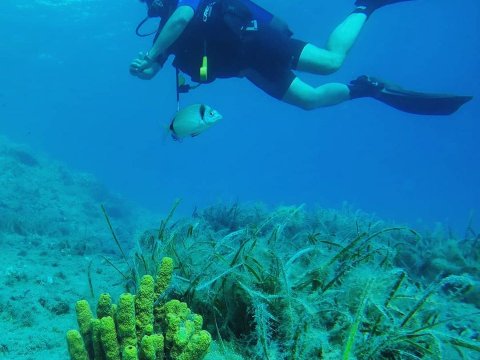 Scuba Diving Skyros gorgonia greece καταδυσεις.jpg2