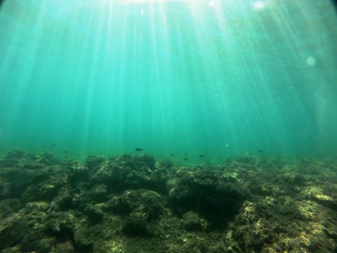 dive chalkida evia aegean seals scuba center καταδυσεις greece.jpg9