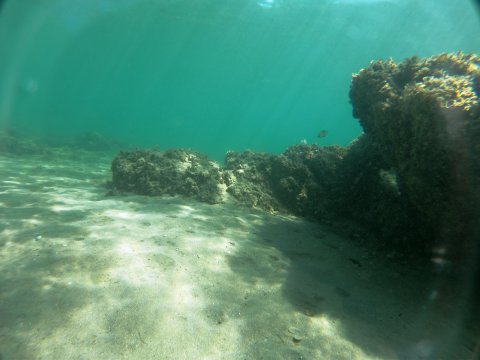 dive chalkida evia aegean seals scuba center καταδυσεις greece.jpg5