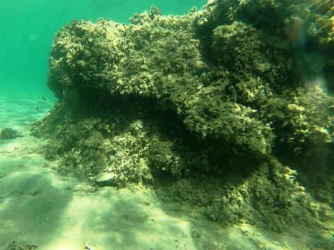 dive chalkida evia aegean seals scuba center καταδυσεις greece.jpg4