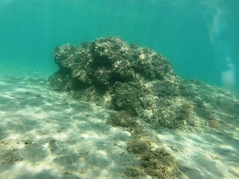 dive chalkida evia aegean seals scuba center καταδυσεις greece.jpg3