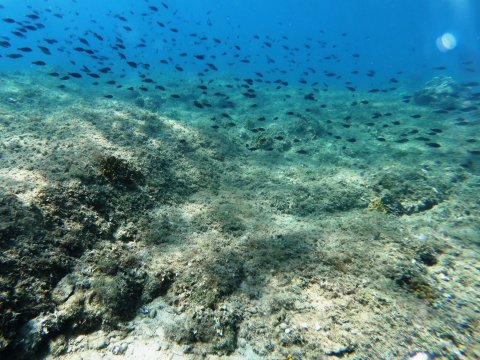 dive chalkida evia aegean seals scuba center καταδυσεις greece