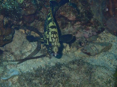 Alonissos seacolours Dive center scuba καταδυσεις greece.jpg11