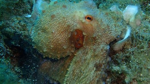 Alonissos seacolours Dive center scuba καταδυσεις greece.jpg8