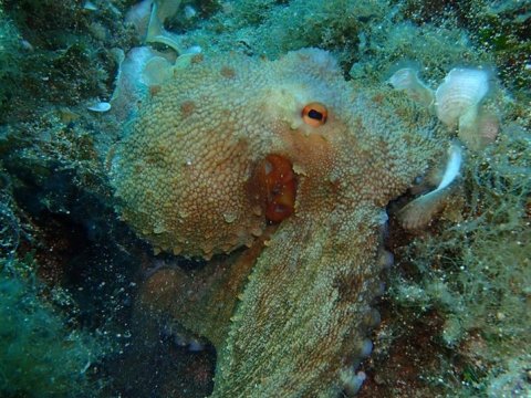 Alonissos seacolours Dive center scuba καταδυσεις greece.jpg8