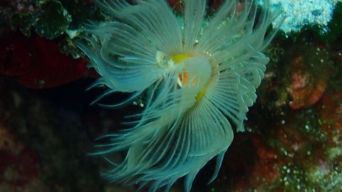 Alonissos seacolours Dive center scuba καταδυσεις greece.jpg7