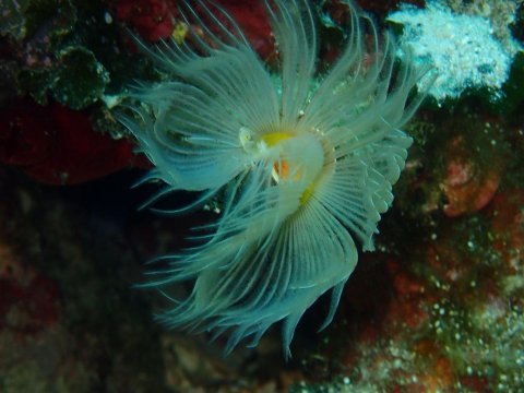 Alonissos seacolours Dive center scuba καταδυσεις greece.jpg7