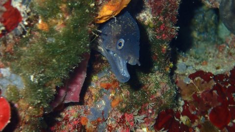 Alonissos seacolours Dive center scuba καταδυσεις greece.jpg4