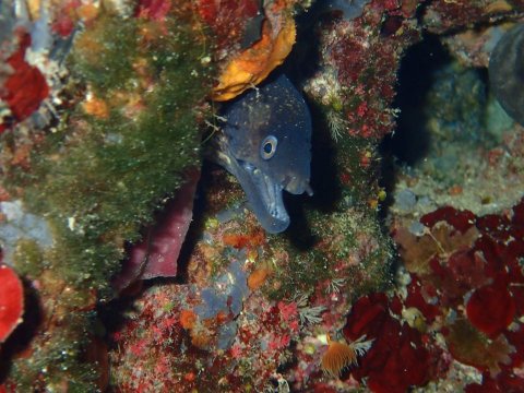 Alonissos seacolours Dive center scuba καταδυσεις greece.jpg4