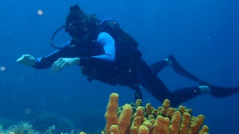 Alonissos seacolours Dive center scuba καταδυσεις greece.jpg3