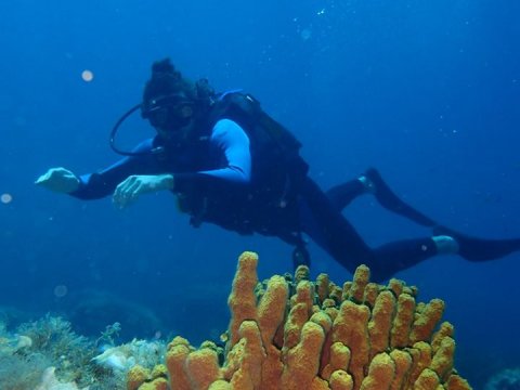 Alonissos seacolours Dive center scuba καταδυσεις greece.jpg3