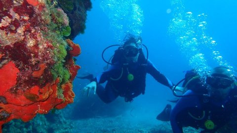 Alonissos seacolours Dive center scuba καταδυσεις greece