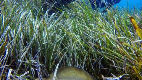 Amorgos scuba Diving Center καταδυσεις greece dive