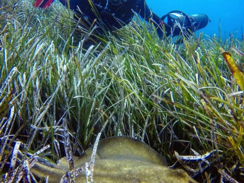 Amorgos scuba Diving Center καταδυσεις greece dive