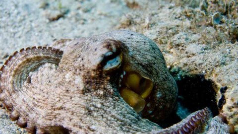 snorkeling amorgos scuba Diving Center greece.jpg3