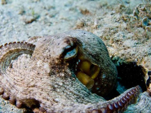 snorkeling amorgos scuba Diving Center greece.jpg3