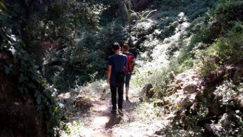 Hiking Corfu Forest