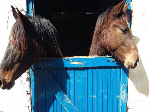 Horse Riding Finikia Heraklion greece ιππασια crete.jpg6