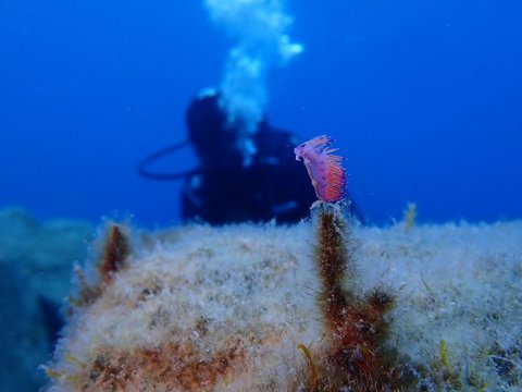 sea greece diving world καταδυσεις  kos center.jpg4