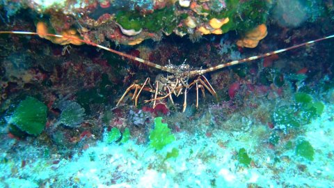 Boat Trip Guided Snorkeling Chania greece.jpg14