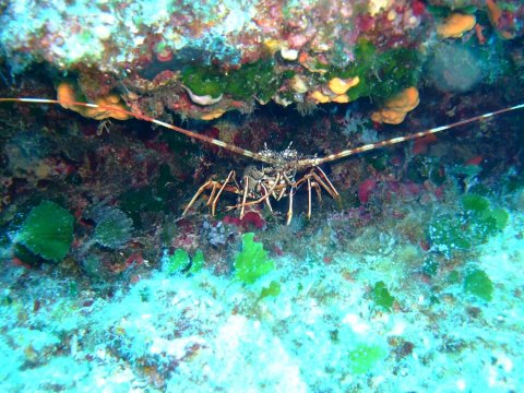 Boat Trip Guided Snorkeling Chania greece.jpg14