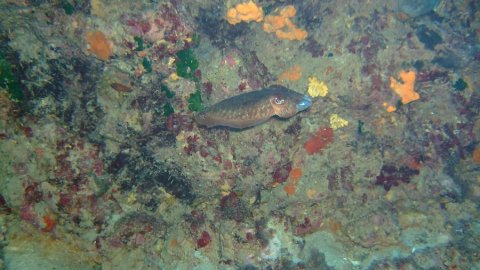 Boat Trip Guided Snorkeling Chania greece.jpg8