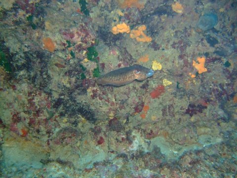 Boat Trip Guided Snorkeling Chania greece.jpg8