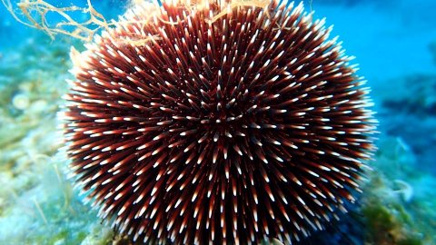 Snorkeling Paxoi Greece Paxos.jpg7