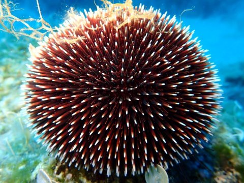 Snorkeling Paxoi Greece Paxos.jpg7