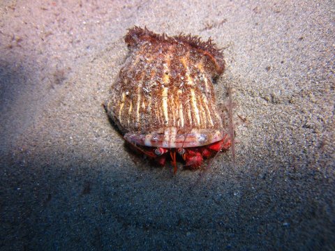 Scuba Diving sea greece u καταδυσεις Folegandros.jpg9