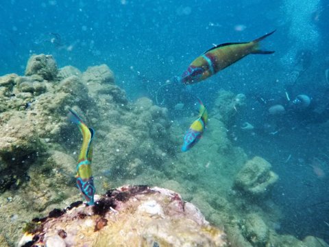 Scuba Diving Syvota καταδυσεις deep Greece blue sivota divers center.jpg6