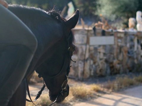 Horse Riding Kefalonia Countryside ιππασια αλογα Greece.jpg6