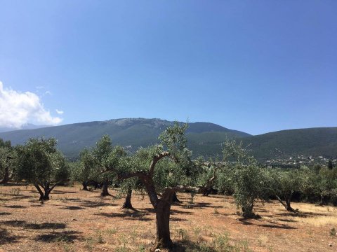 Kefalonia Horse Riding Full Day ιππασια αλογα Greece.jpg11