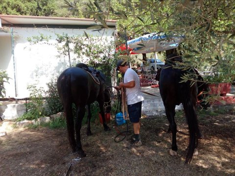 Kefalonia Horse Riding Full Day ιππασια αλογα Greece.jpg6