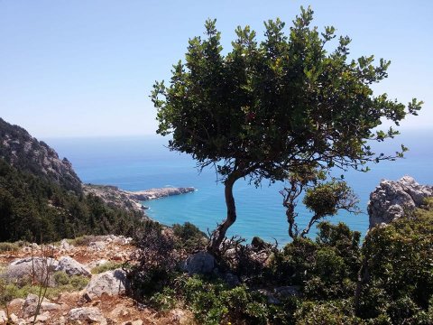 Rhodes hiking Greece Roads πεζοπορια Ροδος Tsambika.jpg4